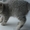 Кошечка шотландская вислоухая - <ro>Изображение</ro><ru>Изображение</ru> #1, <ru>Объявление</ru> #482305