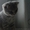 Кошечка шотландская вислоухая - <ro>Изображение</ro><ru>Изображение</ru> #3, <ru>Объявление</ru> #482305