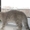 Кошечка шотландская вислоухая - <ro>Изображение</ro><ru>Изображение</ru> #4, <ru>Объявление</ru> #482305