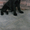 Продам щенка Лабродора-ретривера девочка с документами КСУ - <ro>Изображение</ro><ru>Изображение</ru> #1, <ru>Объявление</ru> #555625