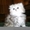 Котенок персидской ороды окрас шиншилла - <ro>Изображение</ro><ru>Изображение</ru> #1, <ru>Объявление</ru> #588630