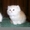 Котята перс-шиншилла редкий окрас за пол цены срочно! - <ro>Изображение</ro><ru>Изображение</ru> #4, <ru>Объявление</ru> #568582