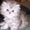 Котята перс-шиншилла редкий окрас за пол цены срочно! - <ro>Изображение</ro><ru>Изображение</ru> #2, <ru>Объявление</ru> #568582
