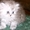 Котенок персидской ороды окрас шиншилла - <ro>Изображение</ro><ru>Изображение</ru> #2, <ru>Объявление</ru> #588630