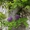  Cаженцы Глицинии, декоротивных и плодовых деревьев. - <ro>Изображение</ro><ru>Изображение</ru> #1, <ru>Объявление</ru> #584607