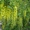  Cаженцы Глицинии, декоротивных и плодовых деревьев. - <ro>Изображение</ro><ru>Изображение</ru> #3, <ru>Объявление</ru> #584607