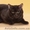 красивые котята породы шотл.вислоухая - <ro>Изображение</ro><ru>Изображение</ru> #1, <ru>Объявление</ru> #573763