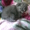 красивые котята породы шотл.вислоухая - <ro>Изображение</ro><ru>Изображение</ru> #2, <ru>Объявление</ru> #573763