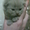 красивые котята породы шотл.вислоухая - <ro>Изображение</ro><ru>Изображение</ru> #3, <ru>Объявление</ru> #573763