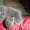 котята шотланские вислоухие - <ro>Изображение</ro><ru>Изображение</ru> #3, <ru>Объявление</ru> #592176