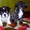 Замечательные щенки французского бульдога - <ro>Изображение</ro><ru>Изображение</ru> #1, <ru>Объявление</ru> #605490