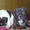 Замечательные щенки французского бульдога - <ro>Изображение</ro><ru>Изображение</ru> #4, <ru>Объявление</ru> #605490
