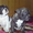 Замечательные щенки французского бульдога - <ro>Изображение</ro><ru>Изображение</ru> #5, <ru>Объявление</ru> #605490
