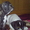 Замечательные щенки французского бульдога - <ro>Изображение</ro><ru>Изображение</ru> #3, <ru>Объявление</ru> #605490