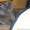 Продажа  Шотландские вислоухие и прямоухие котята. - <ro>Изображение</ro><ru>Изображение</ru> #3, <ru>Объявление</ru> #638969