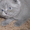 Продажа  Шотландские вислоухие и прямоухие котята. - <ro>Изображение</ro><ru>Изображение</ru> #5, <ru>Объявление</ru> #638969