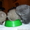 Продажа  Шотландские вислоухие и прямоухие котята. - <ro>Изображение</ro><ru>Изображение</ru> #6, <ru>Объявление</ru> #638969