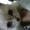 шотландские котята прямоухие и вислоухие - <ro>Изображение</ro><ru>Изображение</ru> #3, <ru>Объявление</ru> #679708