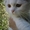 шотландские котята прямоухие и вислоухие - <ro>Изображение</ro><ru>Изображение</ru> #1, <ru>Объявление</ru> #679708