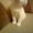 шотландские котята прямоухие и вислоухие - <ro>Изображение</ro><ru>Изображение</ru> #4, <ru>Объявление</ru> #679708
