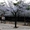 	 Дерево сакура LED белое (1.8м ) светодиодное - <ro>Изображение</ro><ru>Изображение</ru> #2, <ru>Объявление</ru> #677786