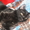 Отдам Европейского котенка(мальч.) в хорошие руки - <ro>Изображение</ro><ru>Изображение</ru> #1, <ru>Объявление</ru> #755638