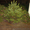 Живые ёлки, сосны новогодние оптом от производителя - <ro>Изображение</ro><ru>Изображение</ru> #5, <ru>Объявление</ru> #778152