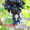 саженцы  винограда - <ro>Изображение</ro><ru>Изображение</ru> #8, <ru>Объявление</ru> #795658