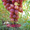 саженцы  винограда - <ro>Изображение</ro><ru>Изображение</ru> #1, <ru>Объявление</ru> #795658