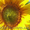 Семена подсолнечника:Ясон, Форвард, Рембо, Бонд, Украинский Ф1, Украинское солнышко #810418