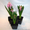 Срез тюльпана к 8 марта, гиацинт,  крокус #828053
