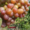 Cаженцы и черенки винограда - <ro>Изображение</ro><ru>Изображение</ru> #2, <ru>Объявление</ru> #841013