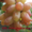 Cаженцы и черенки винограда - <ro>Изображение</ro><ru>Изображение</ru> #6, <ru>Объявление</ru> #841013