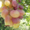 Cаженцы и черенки винограда - <ro>Изображение</ro><ru>Изображение</ru> #7, <ru>Объявление</ru> #841013