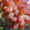 Cаженцы и черенки винограда - <ro>Изображение</ro><ru>Изображение</ru> #4, <ru>Объявление</ru> #841013