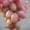Cаженцы и черенки винограда - <ro>Изображение</ro><ru>Изображение</ru> #5, <ru>Объявление</ru> #841013