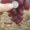 Cаженцы и черенки винограда - <ro>Изображение</ro><ru>Изображение</ru> #8, <ru>Объявление</ru> #841013