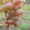 Cаженцы и черенки винограда #841013