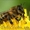 Продам товары для пчеловодства: пыльцеуловители и сушь (рутовскую)