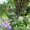 Парковый сад для посещений - <ro>Изображение</ro><ru>Изображение</ru> #1, <ru>Объявление</ru> #904358