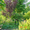 Парковый сад для посещений - <ro>Изображение</ro><ru>Изображение</ru> #3, <ru>Объявление</ru> #904358
