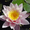 Водная лилия розовая Rosennymphe #917120