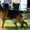 Подрощенные щенки немецкой овчарки из питомника  - <ro>Изображение</ro><ru>Изображение</ru> #4, <ru>Объявление</ru> #924696