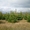 Живые елки и сосны, оптовая продажа - <ro>Изображение</ro><ru>Изображение</ru> #1, <ru>Объявление</ru> #967244