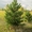 Живые елки и сосны, оптовая продажа - <ro>Изображение</ro><ru>Изображение</ru> #2, <ru>Объявление</ru> #967244