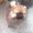 Перспективные щенки померанского шпица - <ro>Изображение</ro><ru>Изображение</ru> #6, <ru>Объявление</ru> #979339