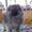 Перспективные щенки померанского шпица - <ro>Изображение</ro><ru>Изображение</ru> #1, <ru>Объявление</ru> #979339