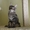 Потрясающие котята мейн-куна Amerkun - <ro>Изображение</ro><ru>Изображение</ru> #2, <ru>Объявление</ru> #990864