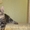 Потрясающие котята мейн-куна Amerkun - <ro>Изображение</ro><ru>Изображение</ru> #3, <ru>Объявление</ru> #990864