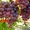 Саженцы и черенки винограда #1029066